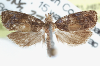Olethreutes new species near brunneopurpurata