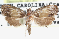 Olethreutes new species near brunneopurpurata