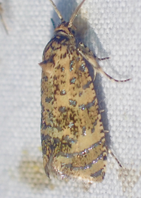 Olethreutes ferrolineana