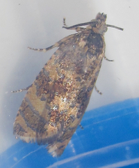 Olethreutes coruscana