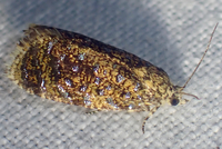 Olethreutes astrologana