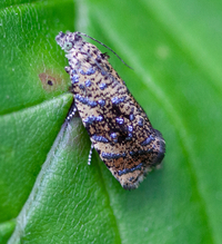 Olethreutes ferrolineana