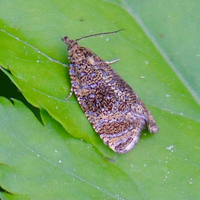Olethreutes ferrolineana