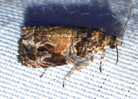 Olethreutes new species near brunneopurpurata