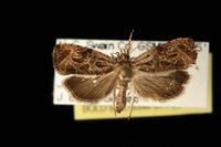 Olethreutes sericoranum