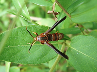 Paranthrene dollii