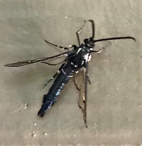 Synanthedon pictipes