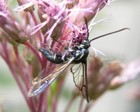 Synanthedon pictipes