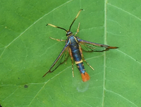 Synanthedon richardsi