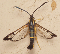 Synanthedon scitula
