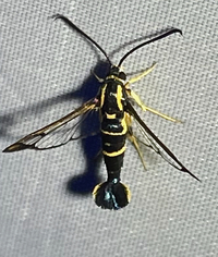 Synanthedon scitula