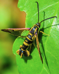 Synanthedon scitula