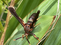 Vitacea scepsiformis