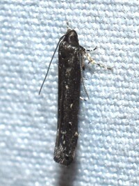 Perimede unidentified species