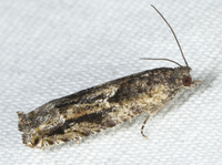 Pseudexentera haracana