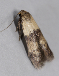 Pigritia murtfeldtella