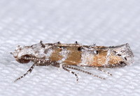 Exoteleia chillcotti