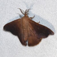 Lacosoma chiridota