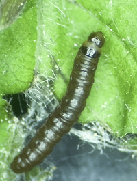 Acrobasis ostryella