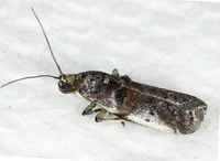 Acrobasis ostryella