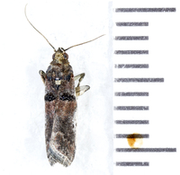 Acrobasis ostryella