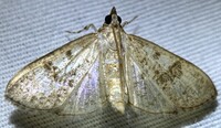 Palpita maritima