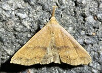 Renia salusalis-fraternalis