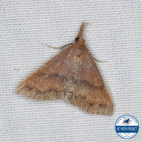 Renia salusalis-fraternalis