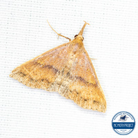 Renia salusalis-fraternalis