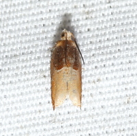 Ancylis divisana