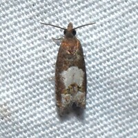 Eucosma parmatana