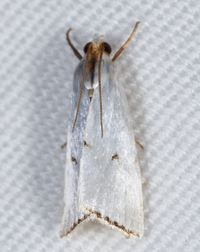 Argyria gonogramma
