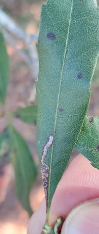 Stigmella unidentified species