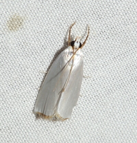 Urola nivalis