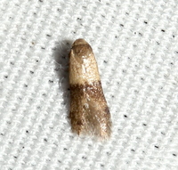 Pigritia murtfeldtella