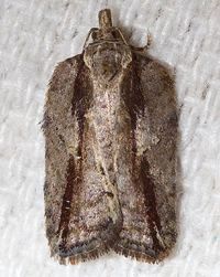 Acleris youngana