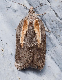Acleris youngana