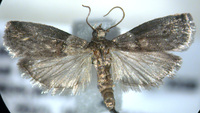 Acrobasis caryivorella