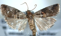 Acrobasis minimella