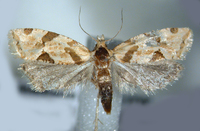 Aethes angulatana