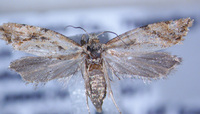 Aethes obliquana