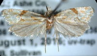 Aethes patricia