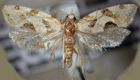 Aethes razowskii