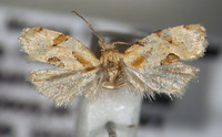 Aethes seriatana