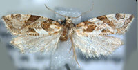 Aethes sexdentata