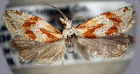 Aethes triassumenta