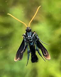 Alcathoe carolinensis