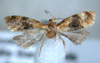 Amphiphala liatriana