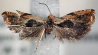 Ancylis metamelana