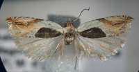 Ancylis semiovana